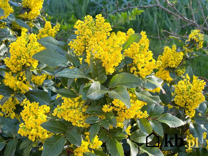 Mahonia pospolita ma przeurocze żółte kwiaty, a jesienią niebieskie, ciekawe owoce Mahonia pospolita w ogrodzie