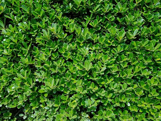 Ostrokrzew zamiast bukszpanu w ogrodzie