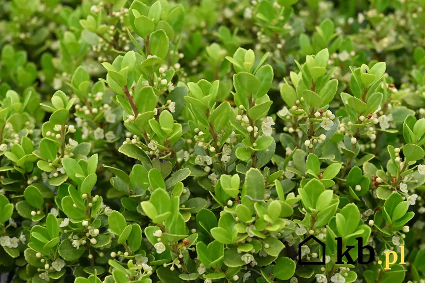 Wiecznie zielony krzew, który nie boi się ćmy bukszpanowej Kwitnący ostrokrzew na żywopłot