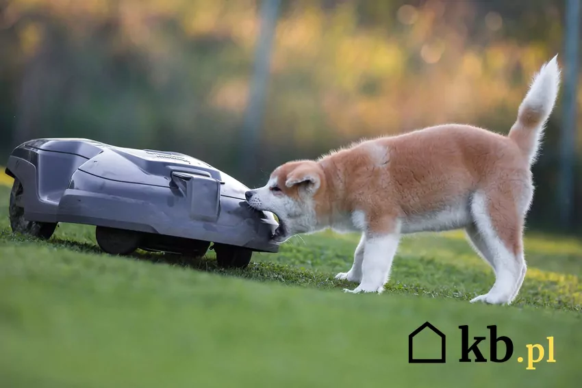 Przy automatycznej kosiarce zadbaj o bezpieczeństwo czworonogów kosiarka automatyczna i pies