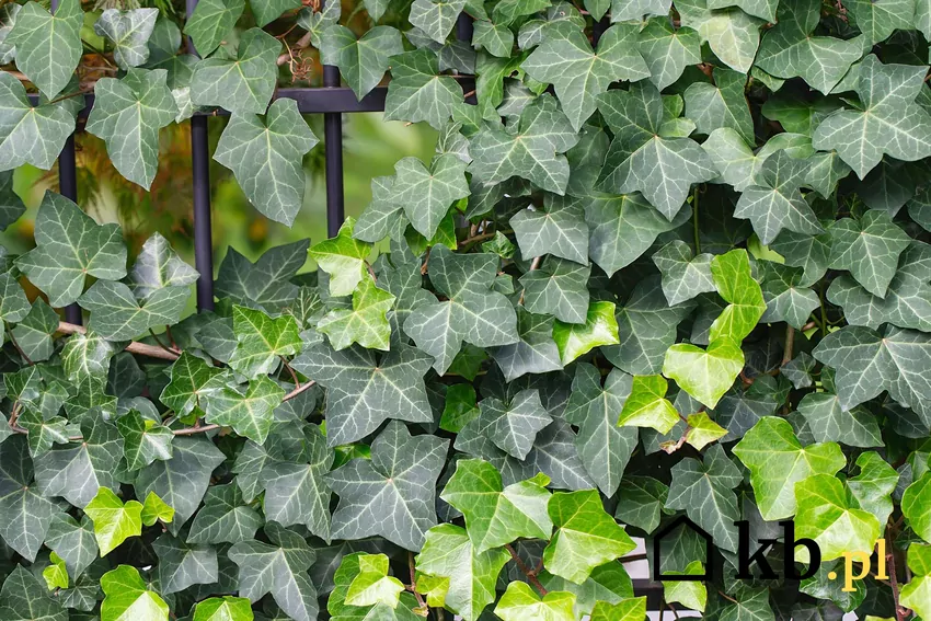 Bluszcz pospolity na ogrodzeniu