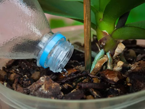 Najlepsze nawozy do storczyków