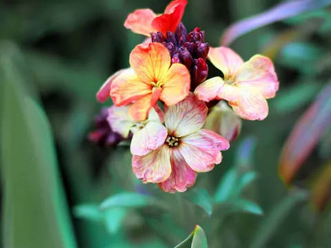 Lak pospolity w ogrodzie