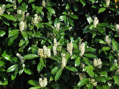 Laurowiśnia w ogrodzie na żywopłot