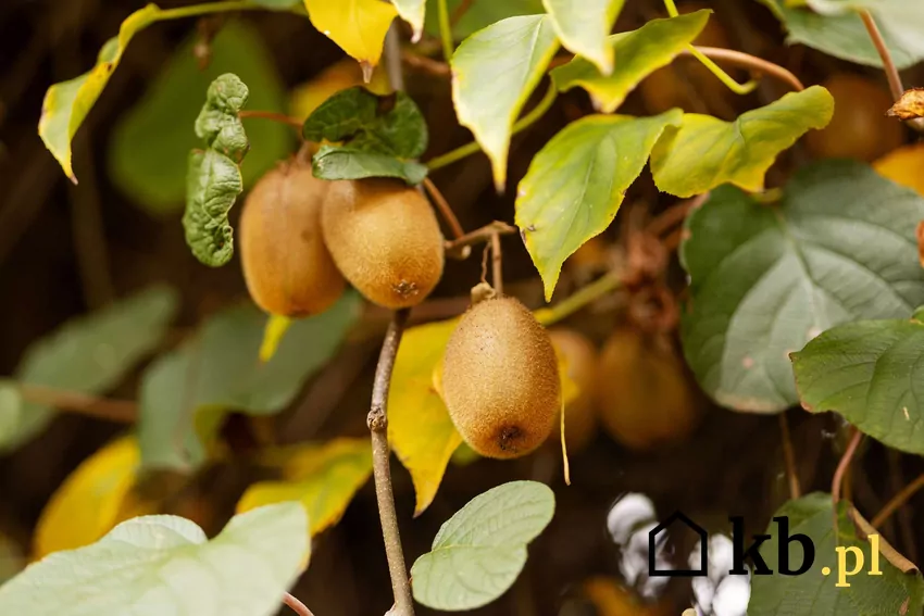 Mini kiwi, czyli aktinidia ostrolistna, to pnącze o pięknych owocach i silnych właściwościach zdrowotnych Kiwi na gałązkach drzewa