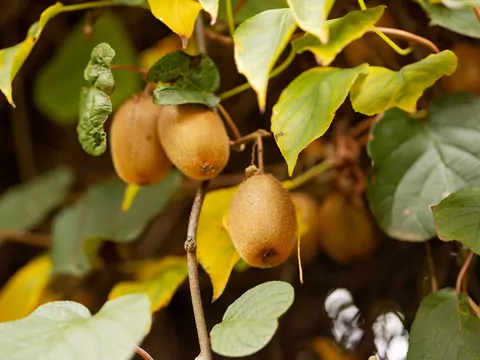 Mini kiwi w ogrodzie