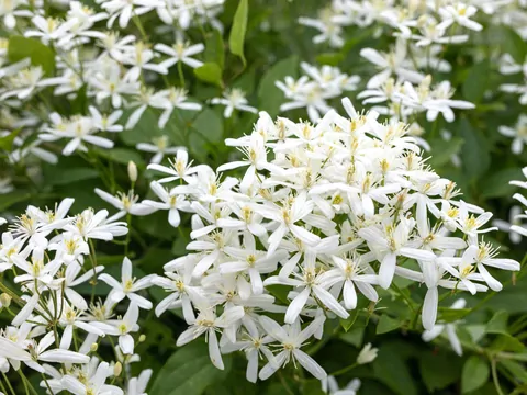 Pnącze clematis do ogrodu, na balkon i taras