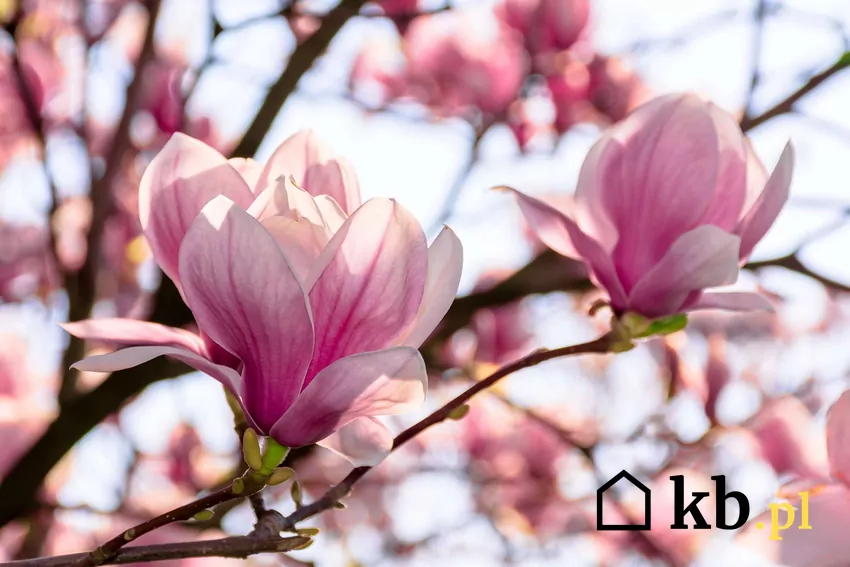 Ze względu na wrażliwość magnolii na cięcie, pielęgnację wykonuje się raz w roku, używając ostrych narzędzi i zabezpieczając rany specjalną maścią ogrodniczą Kwiaty magnolii z bliska