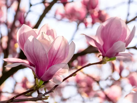 Przycinanie magnolii w ogrodzie