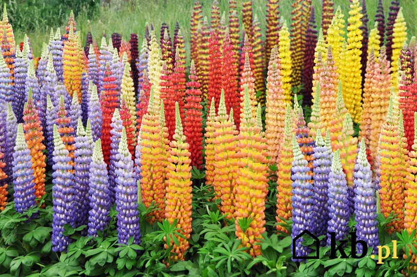 Łubin podczas kwitnienia w ogrodzie