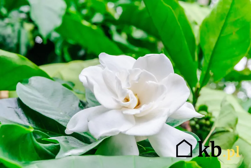 Gardenia jaśminowata kwitnie od maja do września wytwarzając pachnące białe kwiaty Gardenia doniczkowa i zbliżenie na kwiat