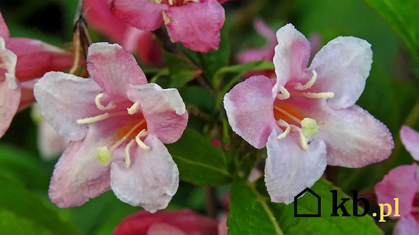 Kwiaty krzewuszki cudownej
