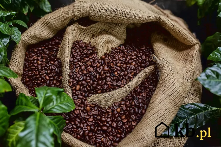 Świeżo mielona kawa jest najbardziej aromatyczna Ziarna kawy w worku