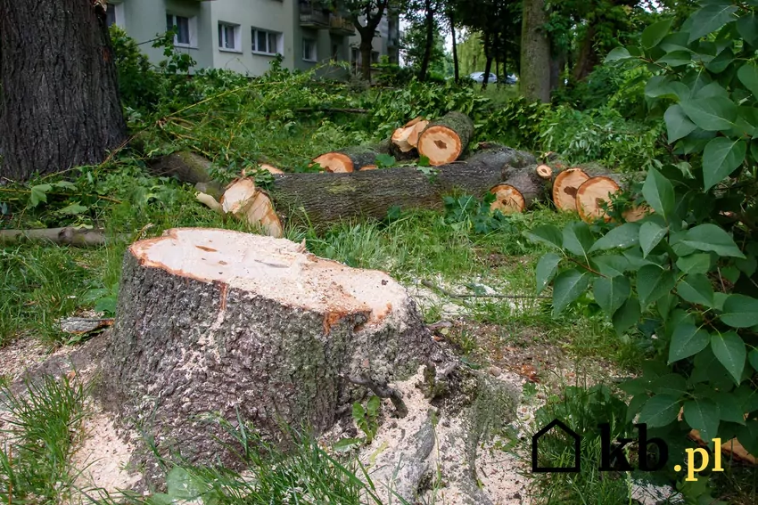 Usunięte drzewo na działce miejskiej