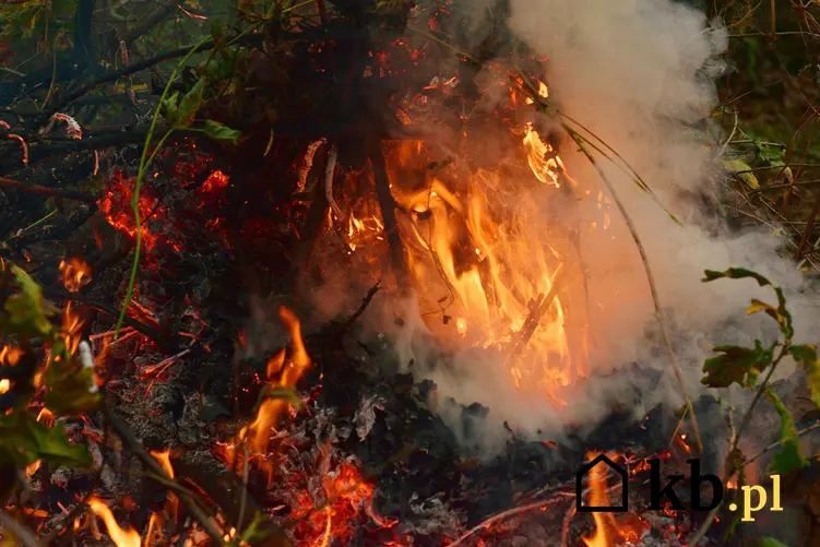 Spalane liście i gałęzie w ognisku, kiedy ognisko palone na działce jest niezgodne z prawem