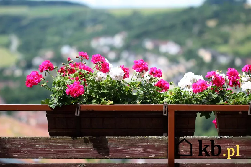 Pelargonie do bujnego kwitnienia potrzebują nie tylko wody, ale też odpowiedniego nawożenia Pelargonie w doniczce na balkonie