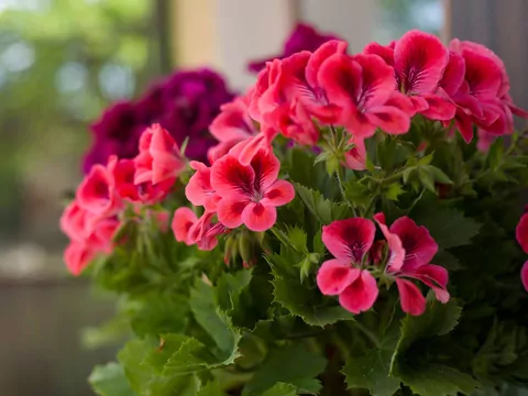 Czym podlewać pelargonie