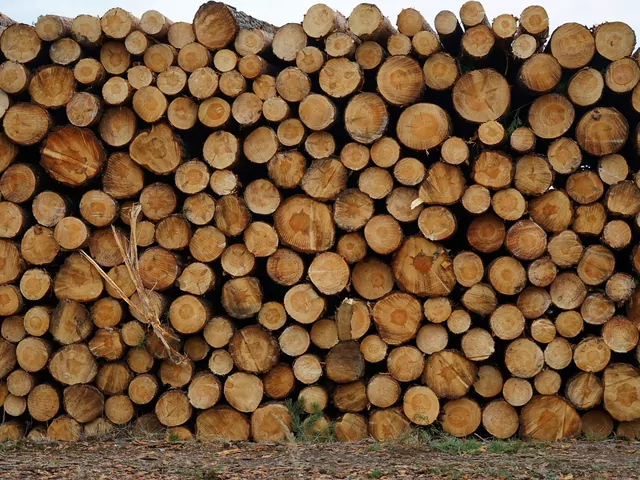 Jakie drewno opałowe wybrać?