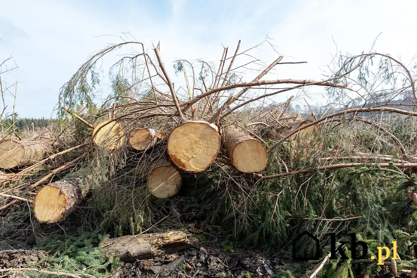 Świerkowe drewno przygotowane do sezonowania — tanie, ale wymagające rozwagi przy wyborze Ścięte świerki przygotowane do dalszej obróbki