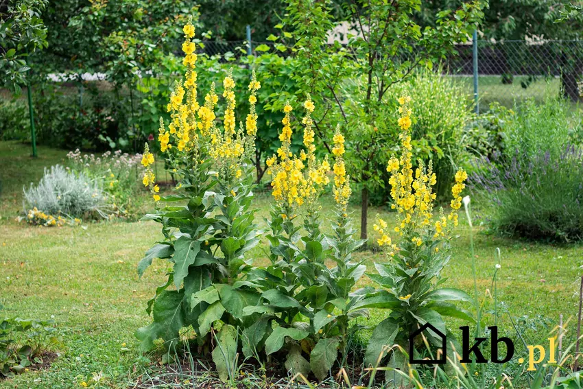 Dziewanna ogrodowa najlepiej rośnie na piaszczystym, słonecznym stanowisku i nie znosi wilgotnych gleb Kwiaty dziewanny w ogrodzie