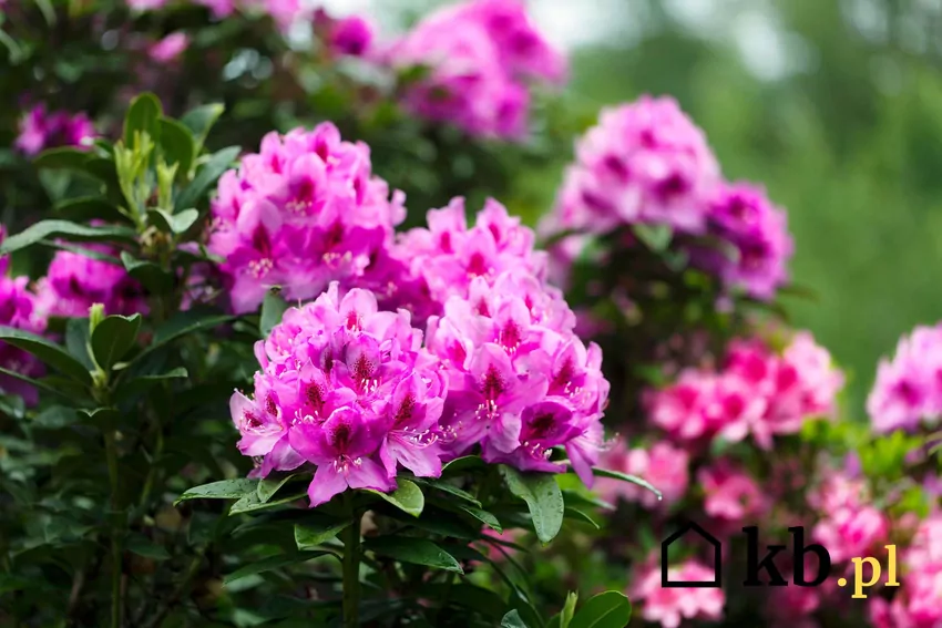 Usuwanie przekwitłych kwiatostanów rododendrona poprawia kondycję i sprzyja lepszemu kwitnieniu w kolejnym roku Kwiaty rododendrona z bliska