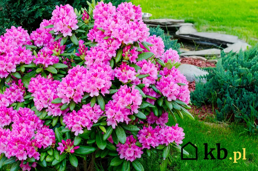 Rododendrony po kwitnieniu należy zasilać nawozem do roślin kwasolubnych Rododendron o różowych kwiatach