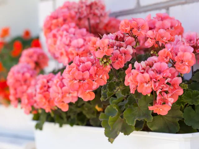 Najciekawsze odmiany pelargonii