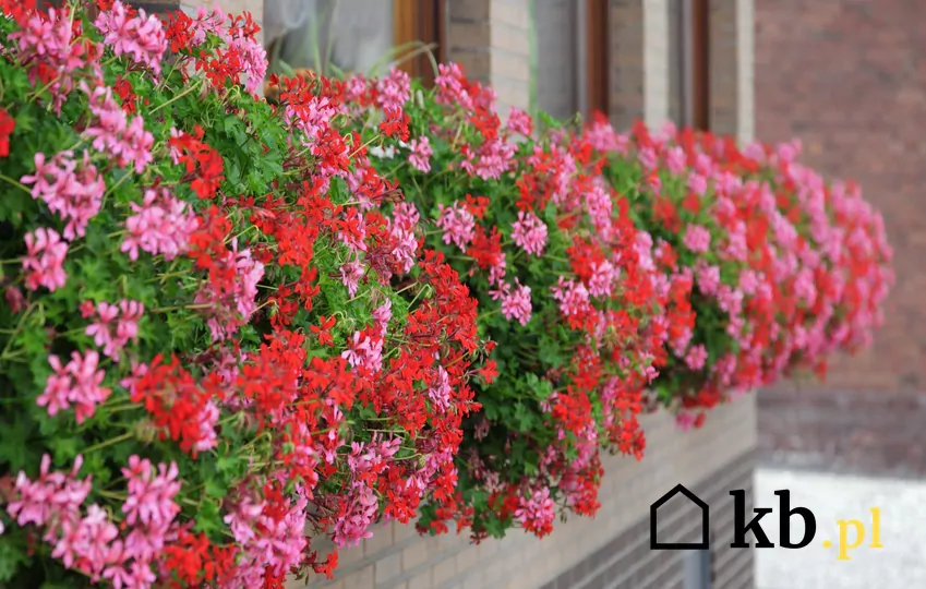 Odmiany pelargonii różnią się barwą kwiatów oraz pokrojem roślin Różowe i czerwone pelargonie w doniczkach