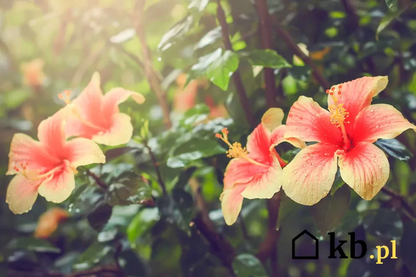 Nadaje się zarówno do ogrodu, jak i na balkon, o ile zapewni się jej odpowiednie warunki Żółty hibiskus w ogrodzie