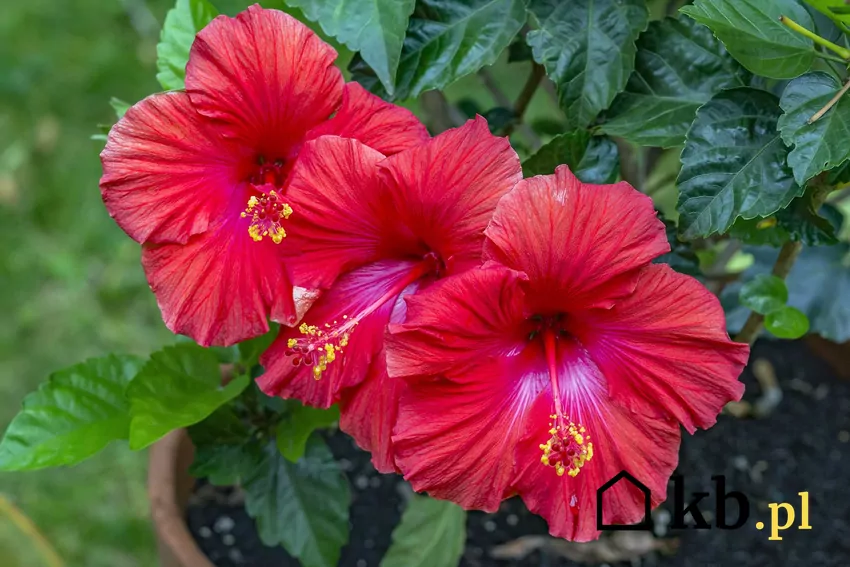 Ketmia syryjska to krzew o egzotycznym wyglądzie i dużej odporności na mróz Czerwony hibiskus w doniczce