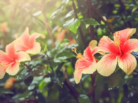 Ketmia w ogrodzie i doniczce