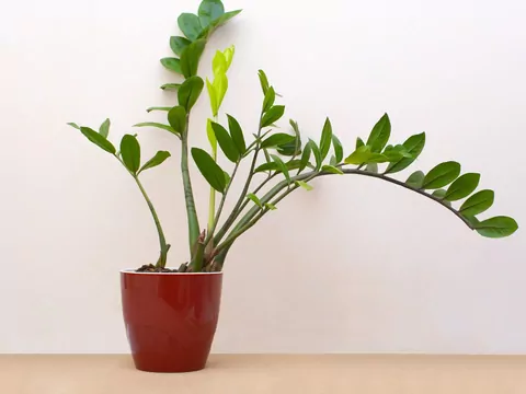 Sposoby na żółknące liście zamiokulkasa