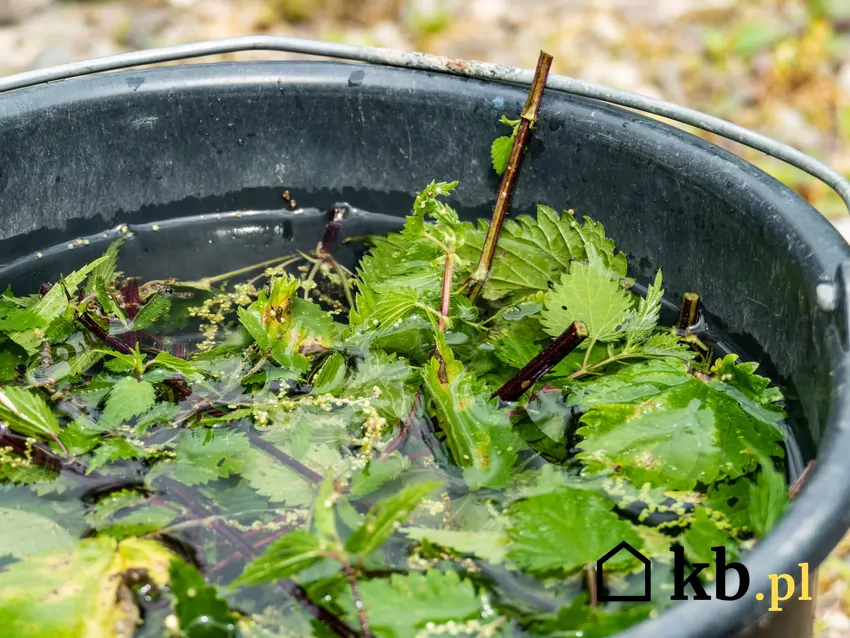 Naturalny nawóz przyciąga dżdżownice, które spulchniają glebę, co poprawia dostęp powietrza i wody do korzeni Nawóz z pokrzyw w wiadrze