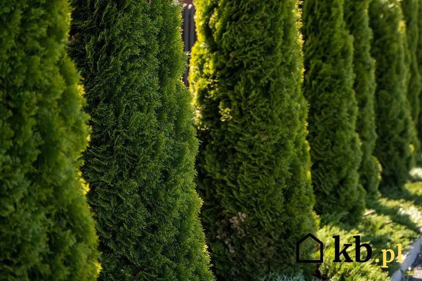 Wysokie drzewa oraz krzewy mogą rzucać cień na sąsiednią działkę Żywopłot z tui