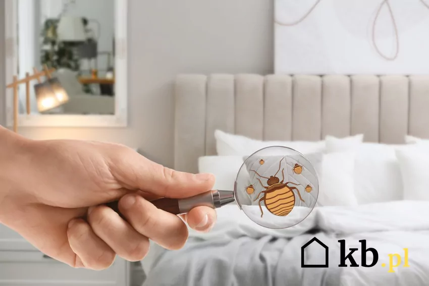 pluskwy w łóżku