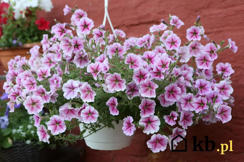 Surfinie w doniczce o biało-różowych kwiatach