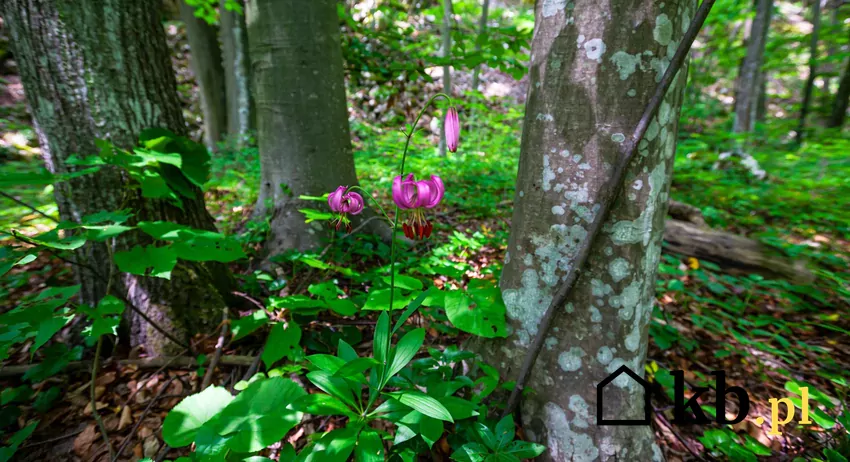 Lilia złotogłów w naturalnym środowisku