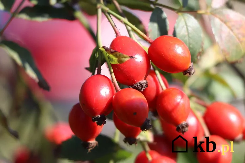 Owoce dzikiej róży są jednym z najlepszych naturalnych źródeł witaminy C Czerwone owoce dzikiej róży, a także sadzonki dzikiej róży na owoce, cena, sadzenie, zastosowanie