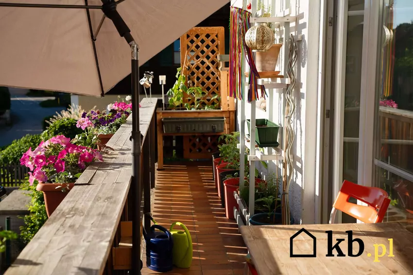Mszyce są zmorą wielu upraw ogrodowych i balkonowych Nowocześnie zagospodarowany balkon z wieloma roślinami