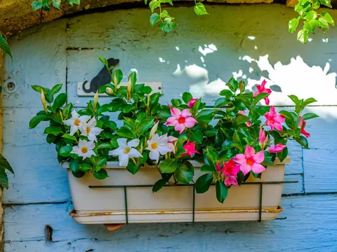 Mandevilla na balkon