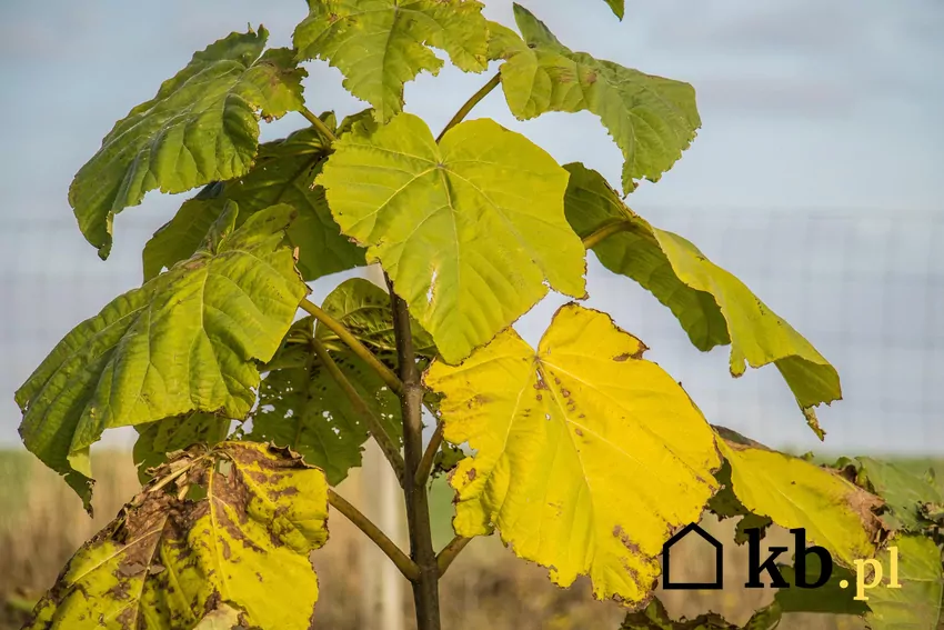 Paulownia jest niezwykle szybko rosnącym drzewem Duże liście paulowni pochłaniają znaczne ilości dwutlenku węgla