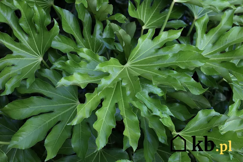 Zielone liście fatsji