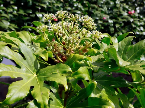 Fatsja japońska do uprawy w ogrodzie