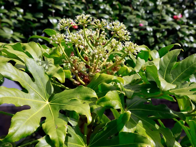 Fatsja japońska do uprawy w ogrodzie