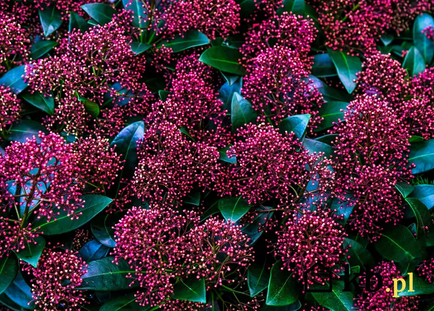 Skimia japońska jest rośliną trującą wymagającą ostrożności przy pielęgnacji Różowe kwiaty skimii japońskiej