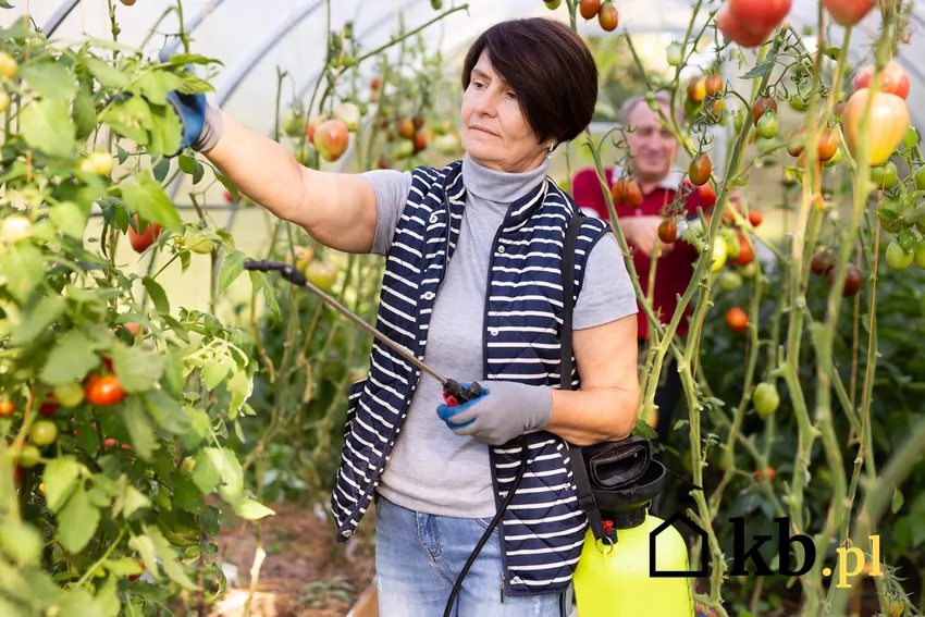 Delikatny oprysk wykonywany bezpośrednio na liście to jedna z metod ograniczania liczby mszyc bez ryzyka dla roślin. dwoje starszych ludzi wykonuje oprysk w szkalrni