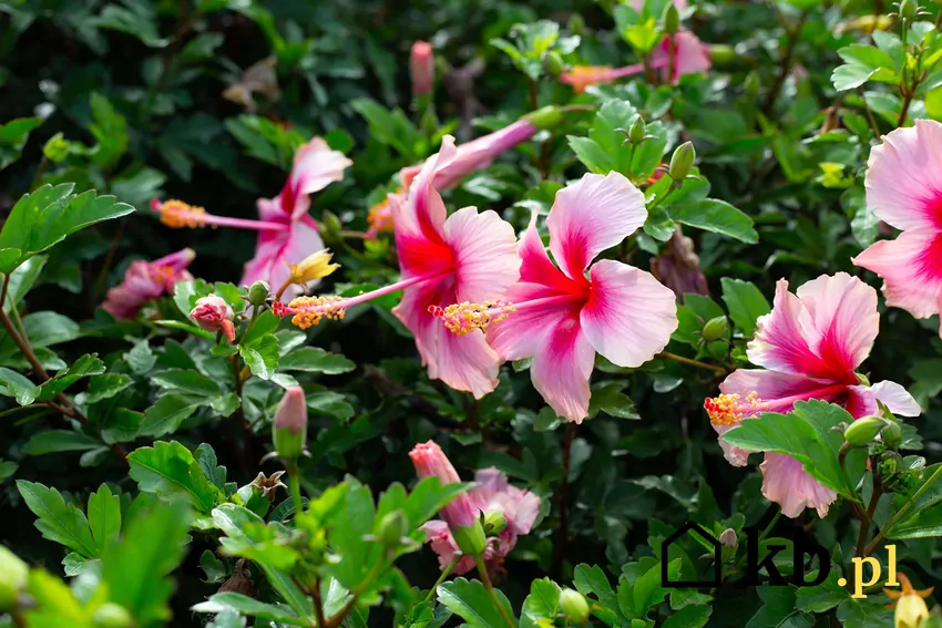 Brak fosforu i potasu ogranicza kwitnienie hibiskusa ogrodowego Hibiskus o różowych kwiatach