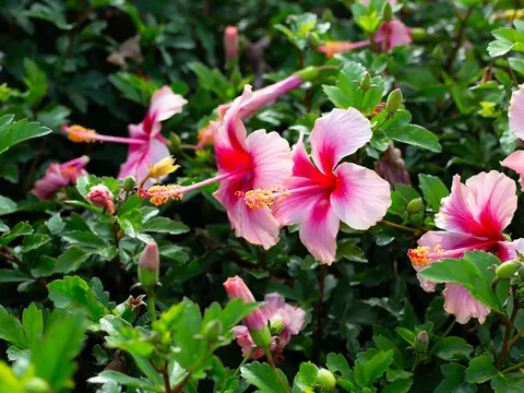 Domowy nawóz do hibiskusa