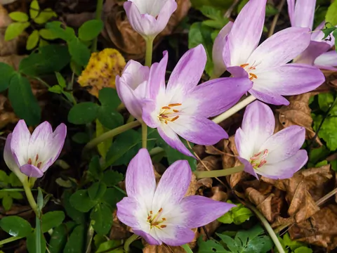 Jesienny krokus zimowit