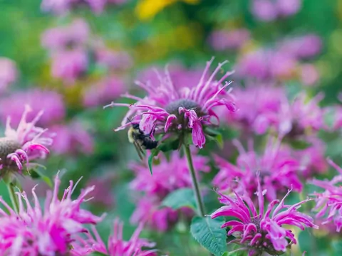 Pysznogłówka, monarda w ogrodzie